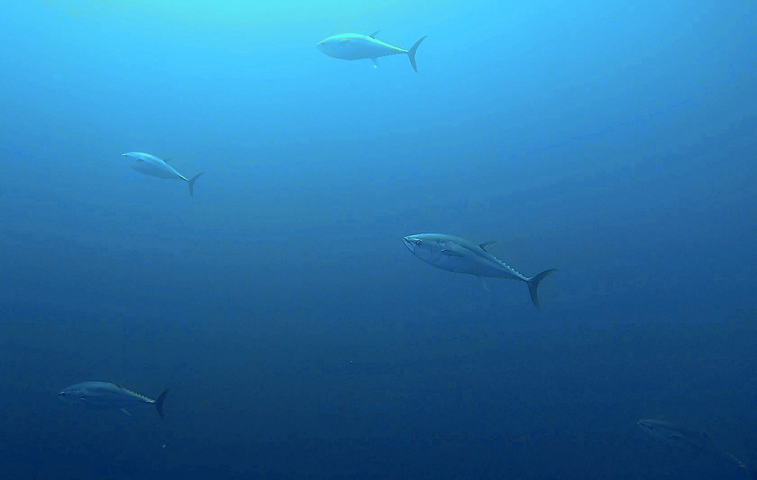Flyingfish  École de chasse sous-marine et d'apnée en Méditerranée